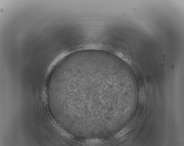 X0000063501454200601271733