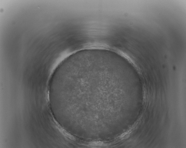 X0000063501462200601271733