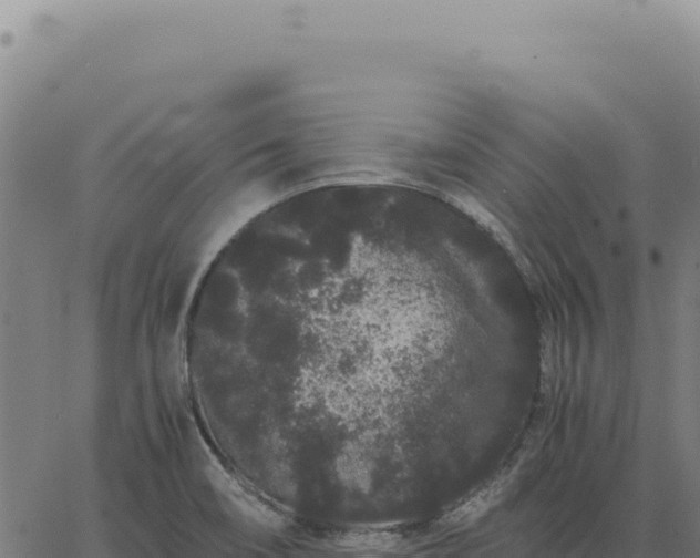 X0000063501466200601271733