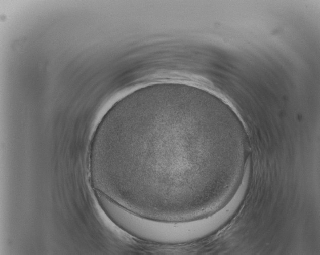 X0000063501531200601271732