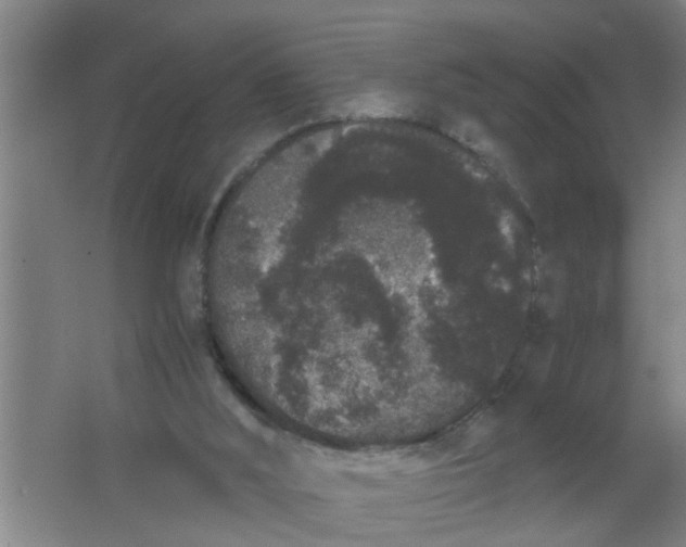 X0000063500012200602032029