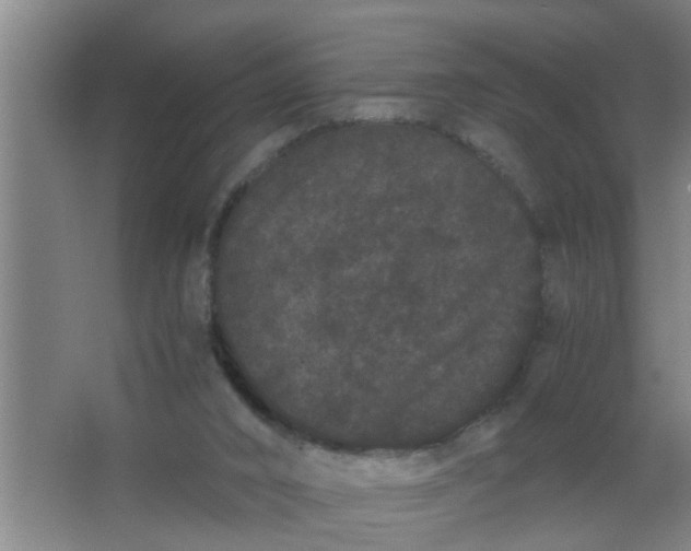 X0000063500016200602032029