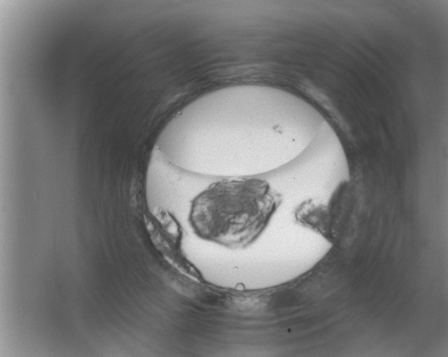 X0000063500161200602032026