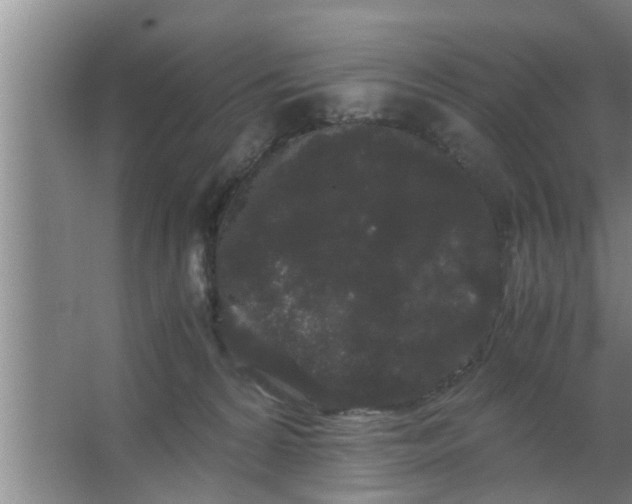 X0000063500224200602032026