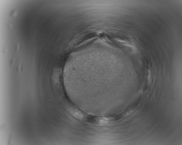 X0000063500229200602032026