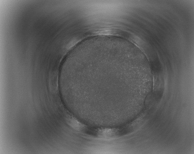 X0000063500301200602032024