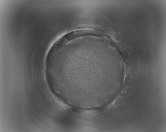 X0000063500342200602032023