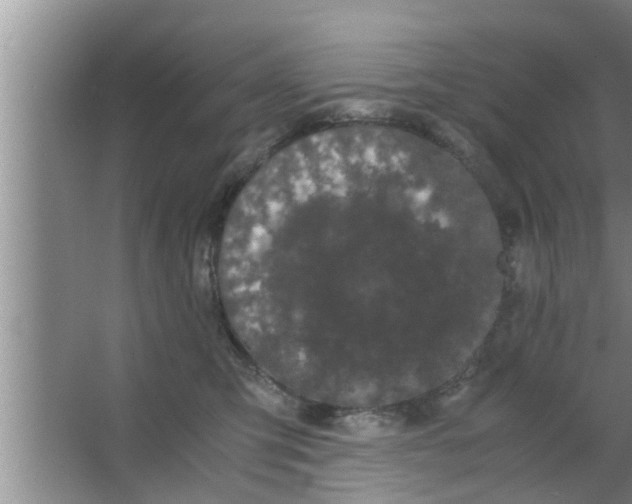 X0000063500423200602032022