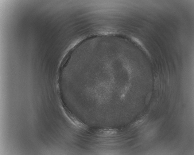 X0000063500443200602032021