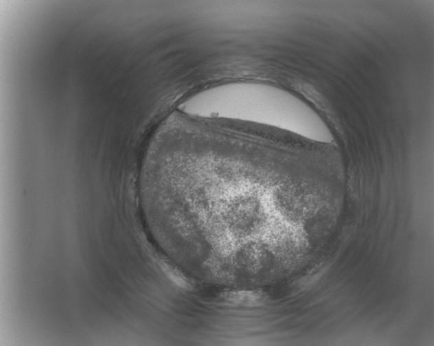 X0000063500449200602032022