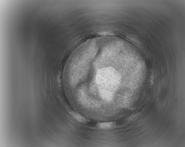 X0000063500461200602032022