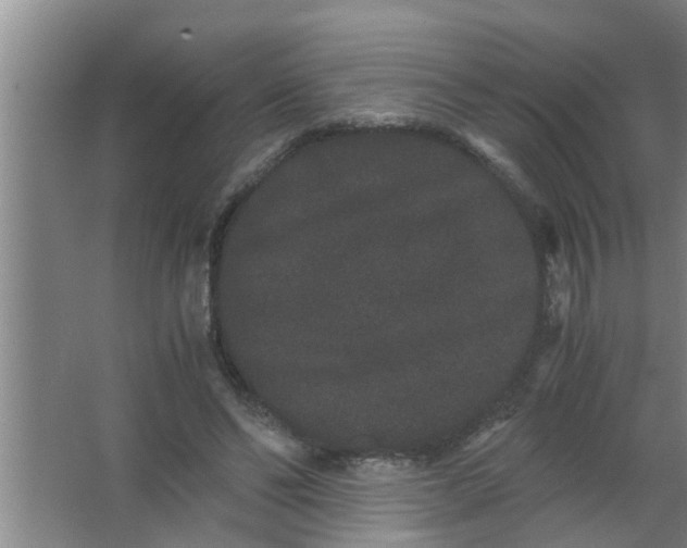 X0000063500494200602032021