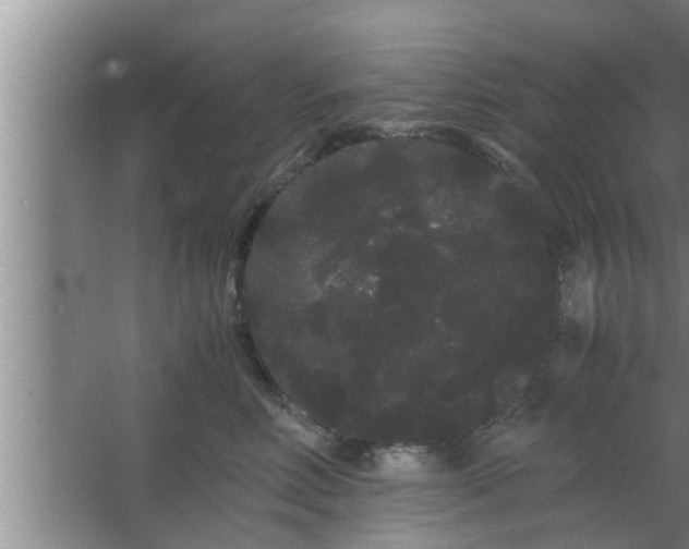 X0000063500618200602032019