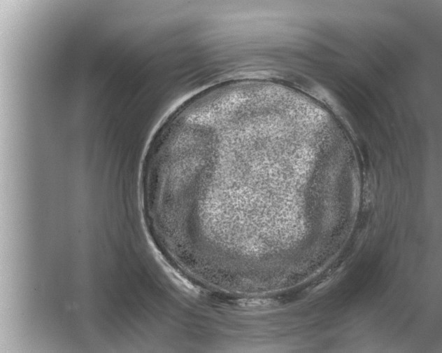 X0000063500795200602032016