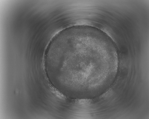 X0000063500832200602032015