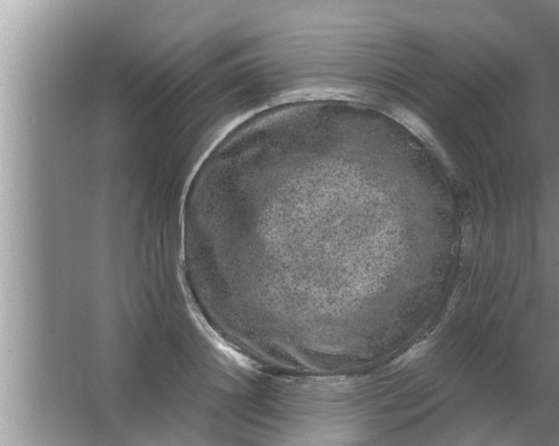 X0000063500844200602032015