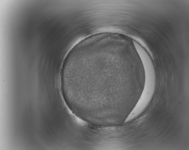 X0000063500999200602032013