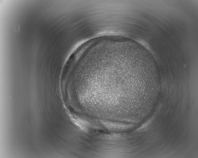 X0000063501030200602032012