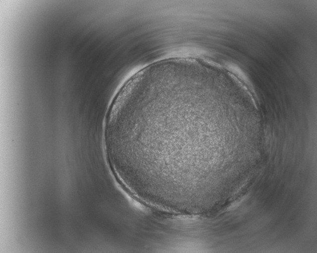 X0000063501103200602032011