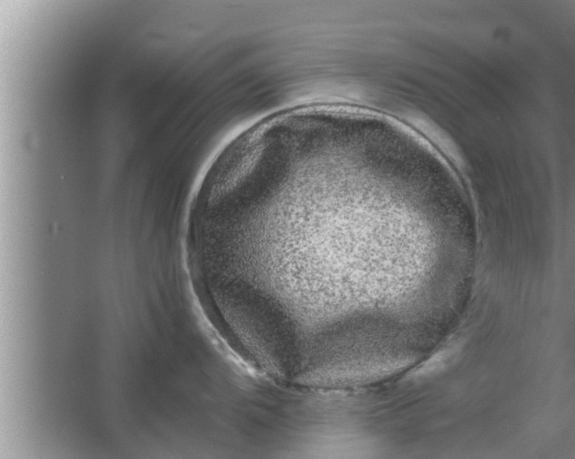 X0000063501104200602032011