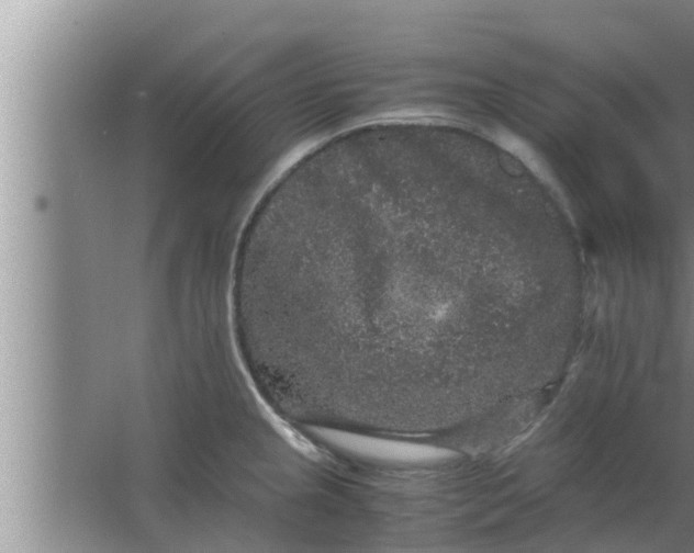 X0000063501237200602032009