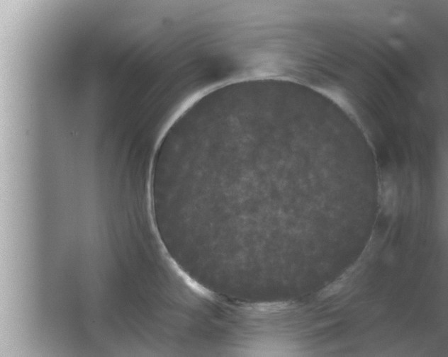 X0000063501294200602032008