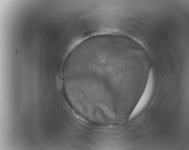 X0000063501363200602032006