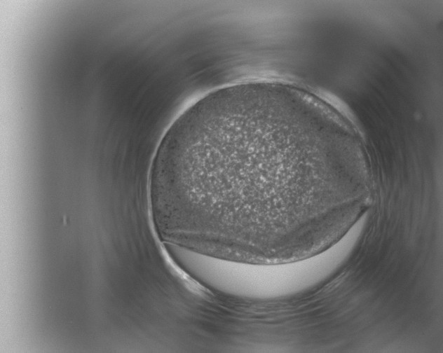 X0000063501439200602032006