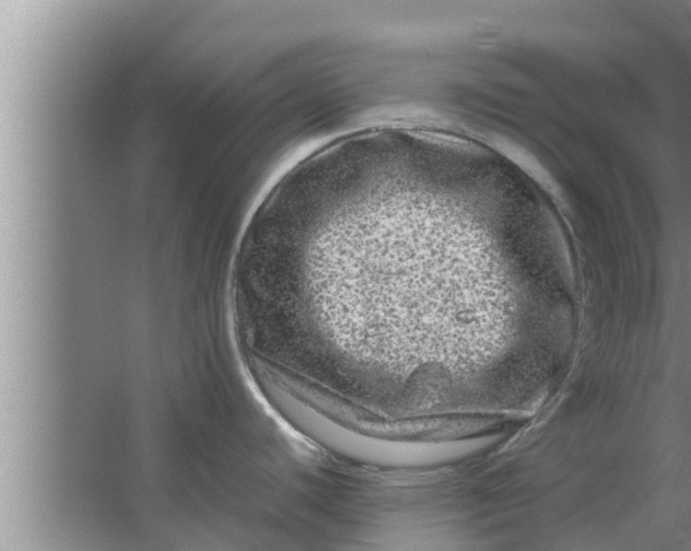 X0000063501440200602032006