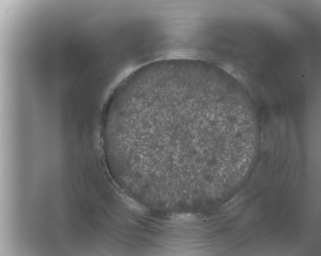 X0000063501454200602032005