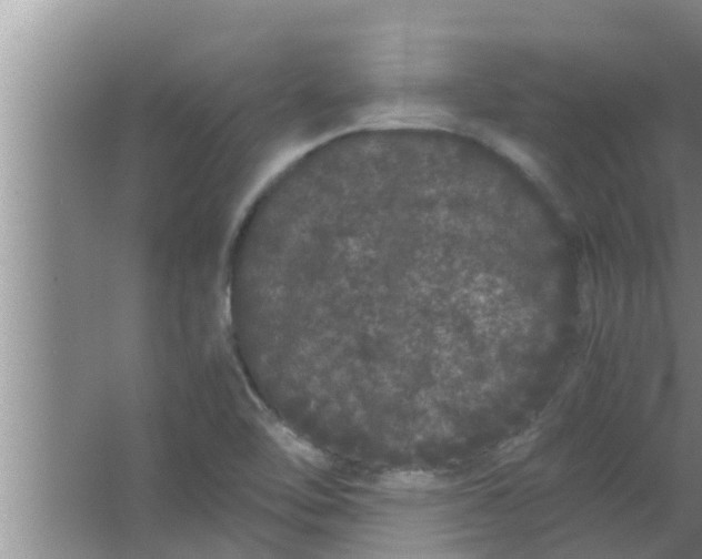 X0000063501462200602032005