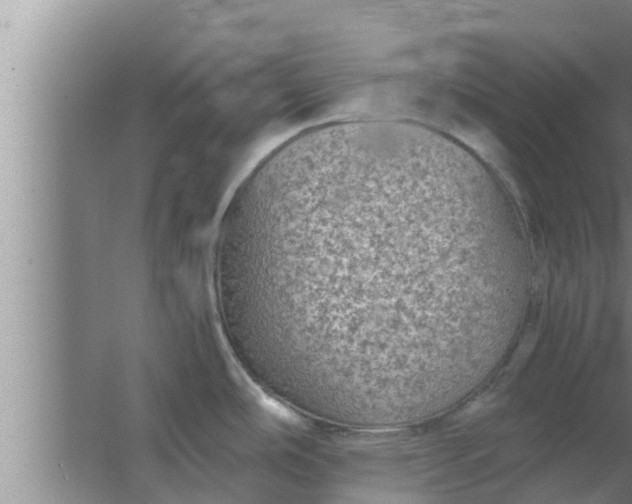 X0000063501486200602032004