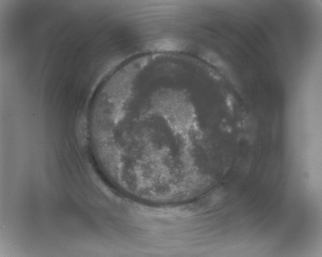 X0000063500012200602101911