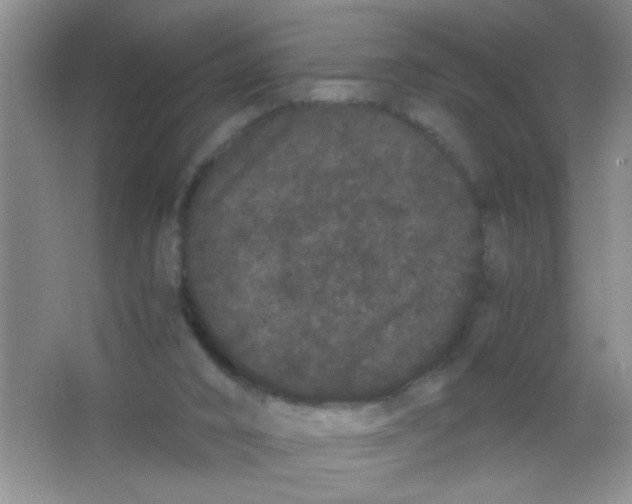 X0000063500016200602101911