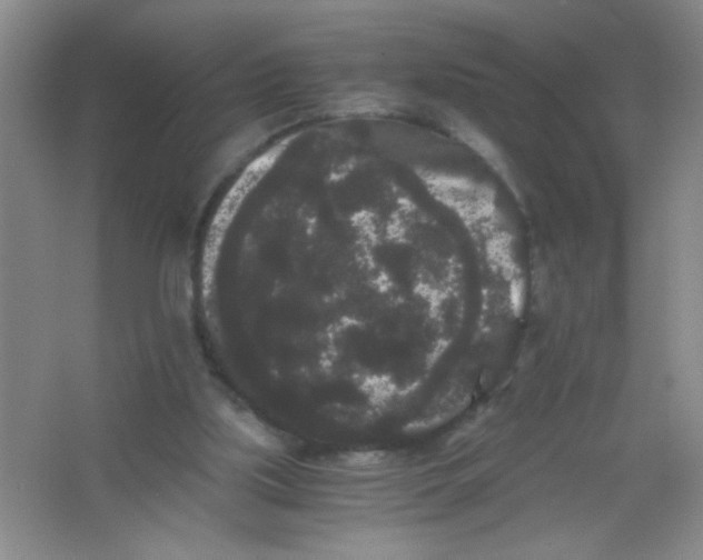 X0000063500059200602101910