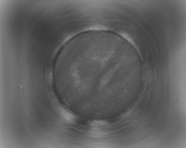 X0000063500063200602101910