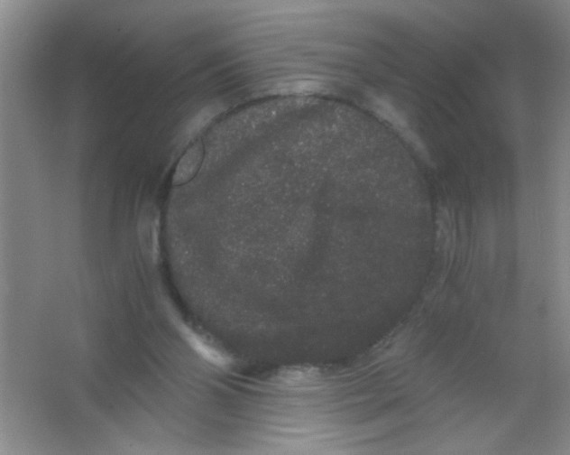 X0000063500110200602101910