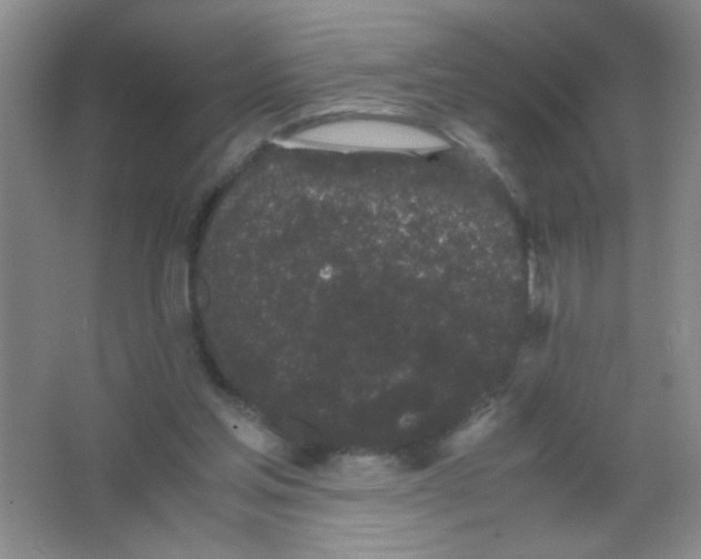 X0000063500205200602101908