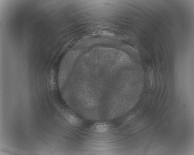 X0000063500228200602101907