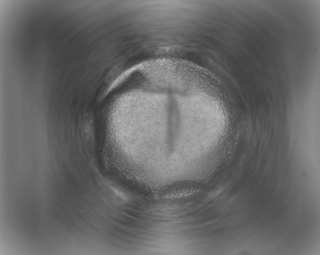 X0000063500276200602101907