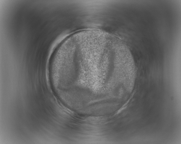 X0000063500294200602101906