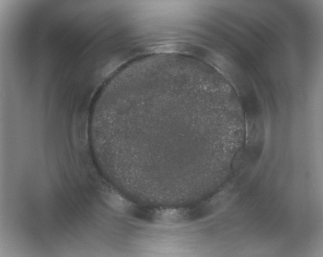 X0000063500301200602101906