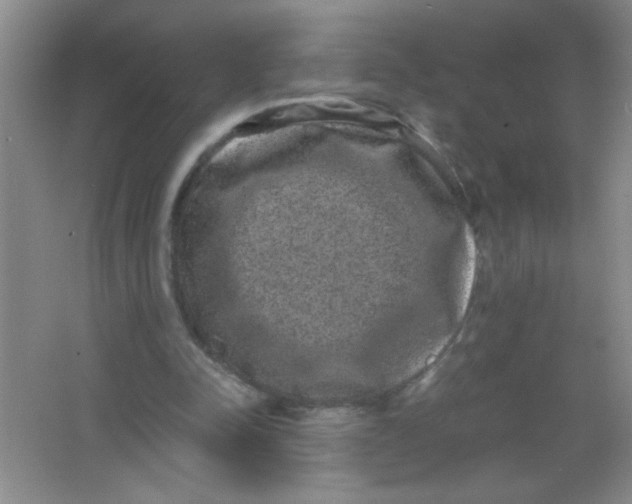 X0000063500342200602101905