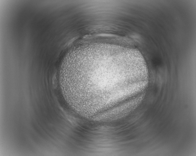 X0000063500360200602101905