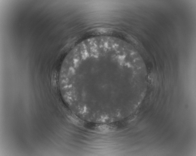 X0000063500423200602101904