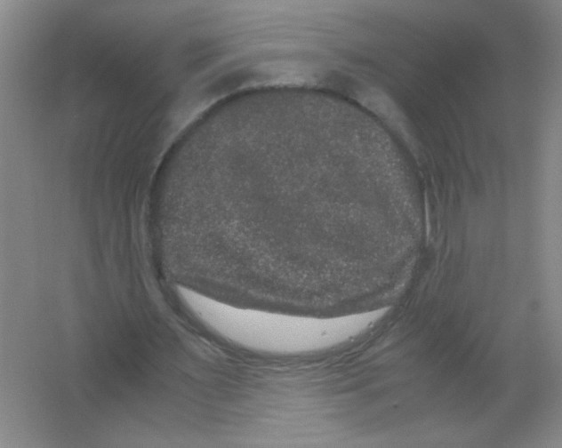 X0000063500483200602101903