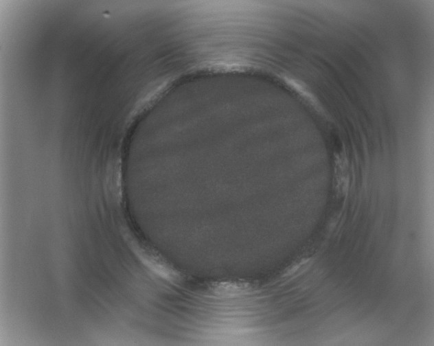 X0000063500494200602101903