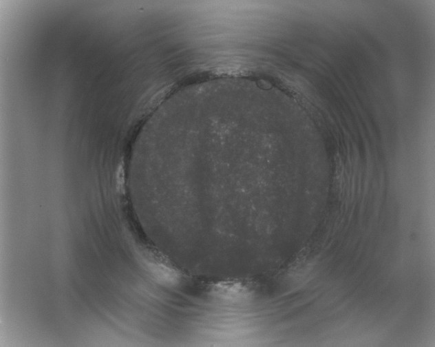 X0000063500502200602101903