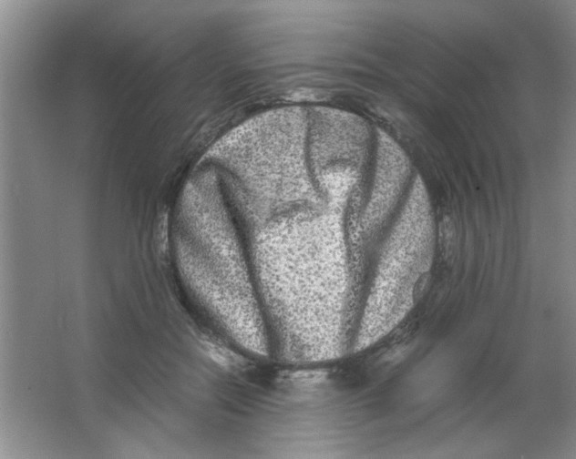 X0000063500554200602101902