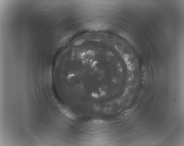 X0000063500590200602101901